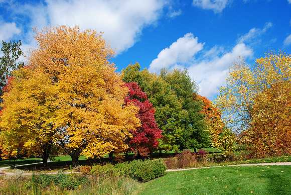 Fall in the park