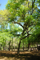 Live Oak, FL