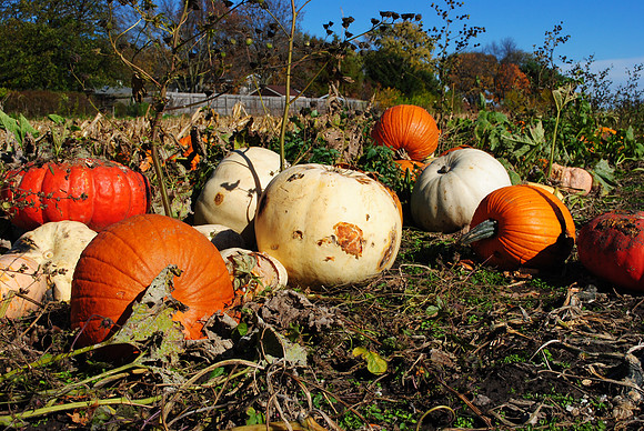 Pumpkin time