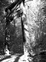 Forest Bridge