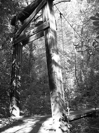 Forest Bridge