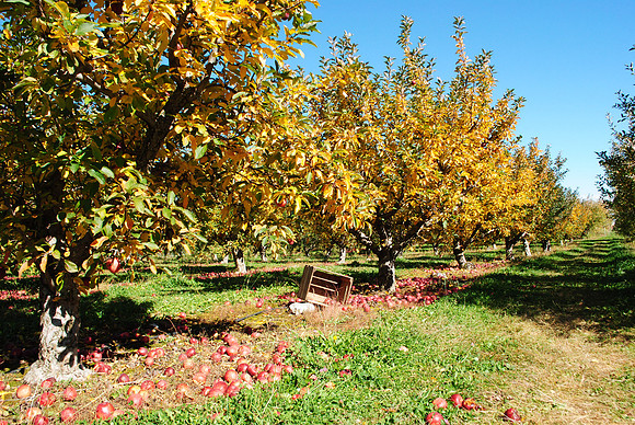 Illinois orchard