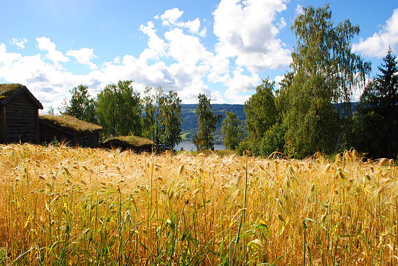 Norwegian wheat
