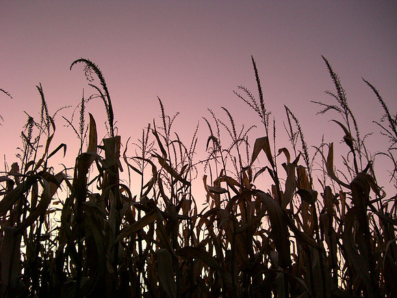 Corn Sunset